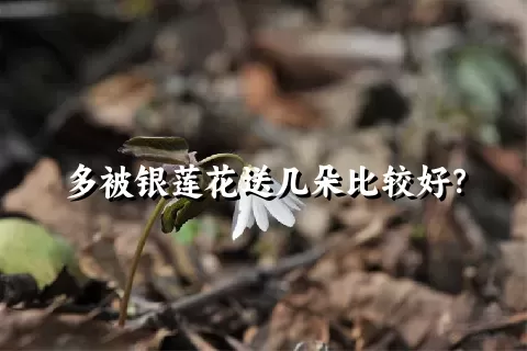 多被银莲花送几朵比较好？