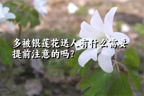 多被银莲花送人有什么需要提前注意的吗？