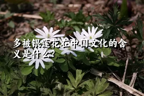 多被银莲花在中国文化的含义是什么？