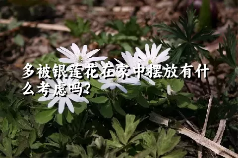 多被银莲花在家中摆放有什么考虑吗？