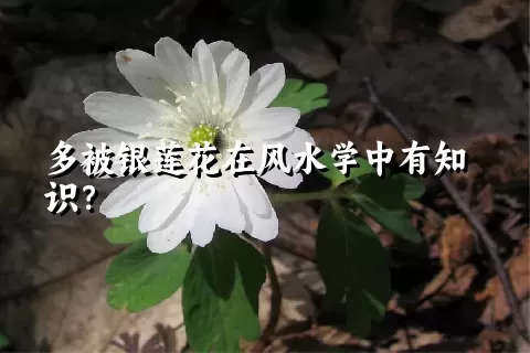 多被银莲花在风水学中有知识？