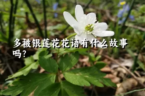 多被银莲花花语有什么故事吗？