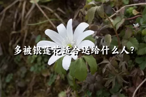 多被银莲花适合送给什么人？