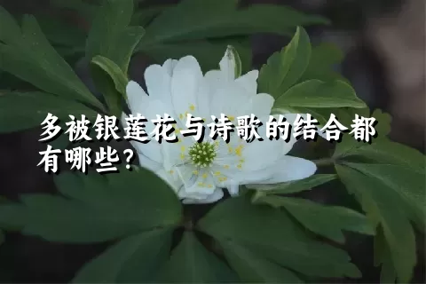 多被银莲花与诗歌的结合都有哪些？