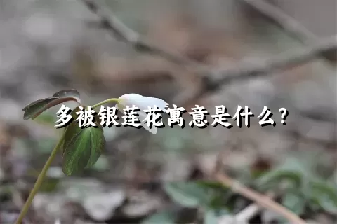 多被银莲花寓意是什么？