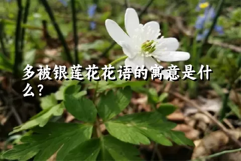 多被银莲花花语的寓意是什么？