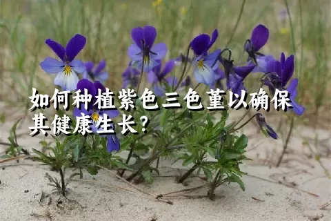 如何种植紫色三色堇以确保其健康生长？