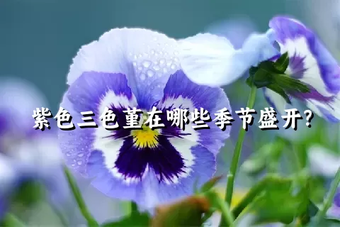 紫色三色堇在哪些季节盛开？