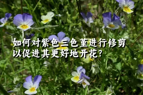 如何对紫色三色堇进行修剪以促进其更好地开花？