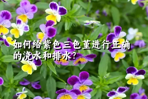 如何给紫色三色堇进行正确的浇水和排水？