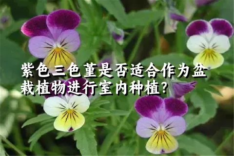 紫色三色堇是否适合作为盆栽植物进行室内种植？