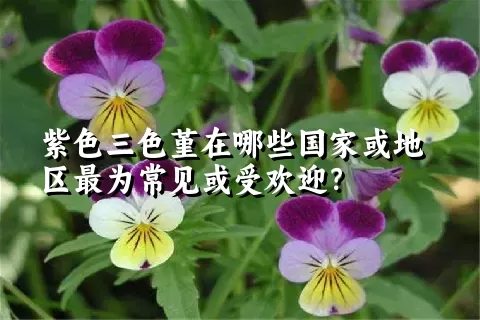 紫色三色堇在哪些国家或地区最为常见或受欢迎？