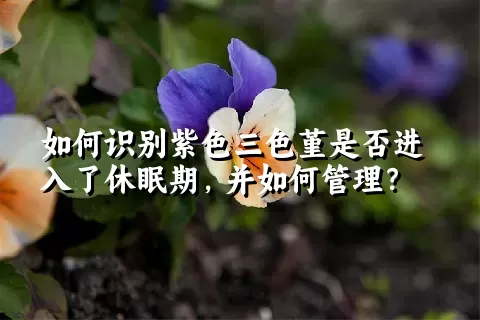 如何识别紫色三色堇是否进入了休眠期，并如何管理？