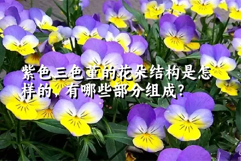 紫色三色堇的花朵结构是怎样的，有哪些部分组成？