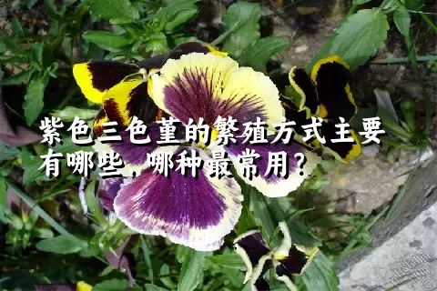 紫色三色堇的繁殖方式主要有哪些，哪种最常用？