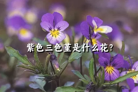 紫色三色堇是什么花？