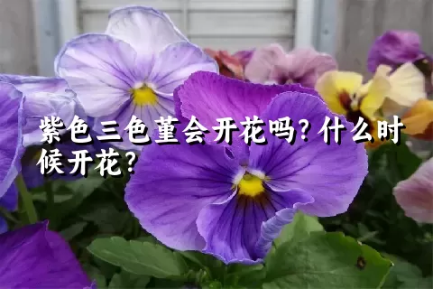 紫色三色堇会开花吗？什么时候开花？