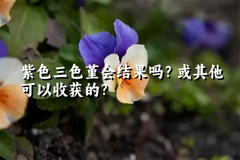 紫色三色堇会结果吗？或其他可以收获的？