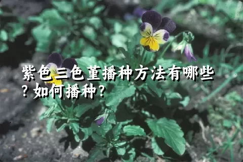 紫色三色堇播种方法有哪些？如何播种？