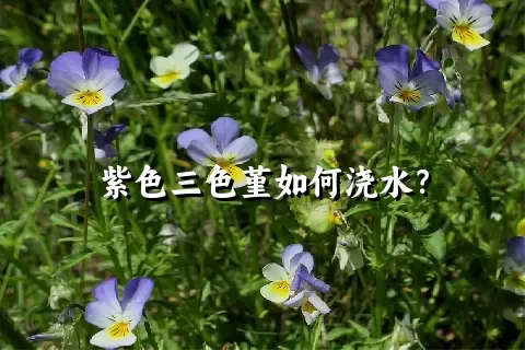 紫色三色堇如何浇水？