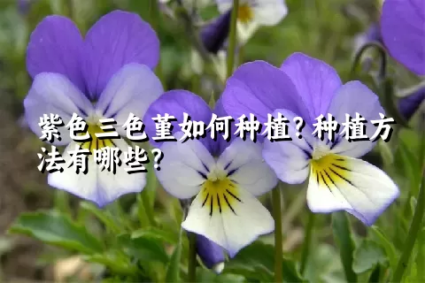 紫色三色堇如何种植？种植方法有哪些？