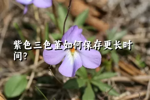 紫色三色堇如何保存更长时间？