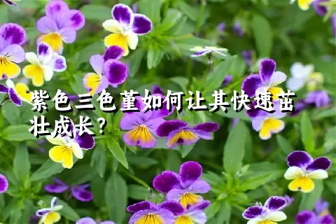 紫色三色堇如何让其快速茁壮成长？