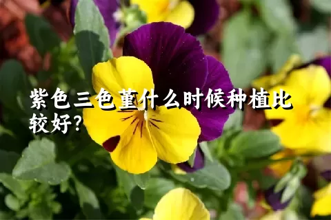 紫色三色堇什么时候种植比较好？