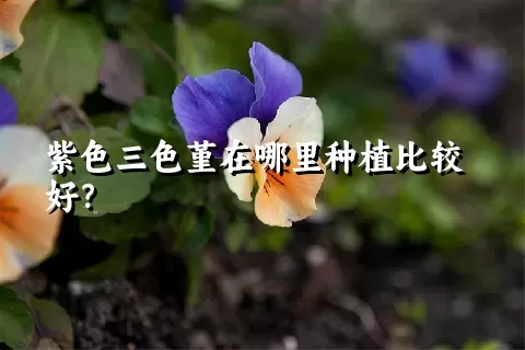 紫色三色堇在哪里种植比较好？