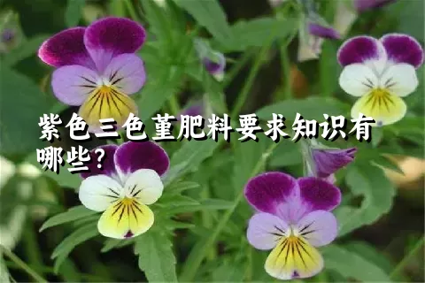 紫色三色堇肥料要求知识有哪些？