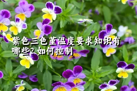 紫色三色堇温度要求知识有哪些？如何控制