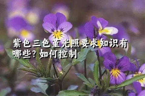 紫色三色堇光照要求知识有哪些？如何控制