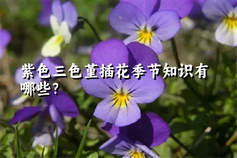 紫色三色堇插花季节知识有哪些？