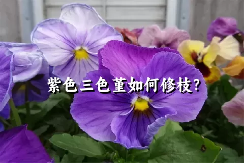 紫色三色堇如何修枝？