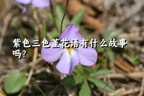 紫色三色堇花语有什么故事吗？