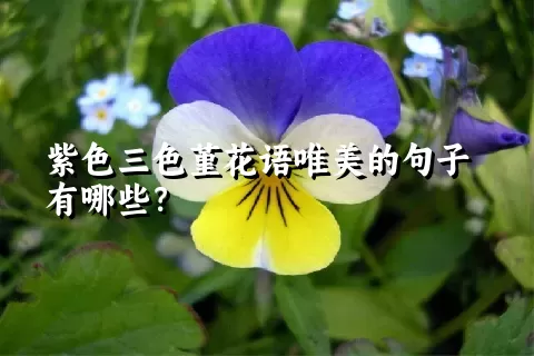 紫色三色堇花语唯美的句子有哪些？