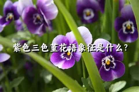 紫色三色堇花语象征是什么？