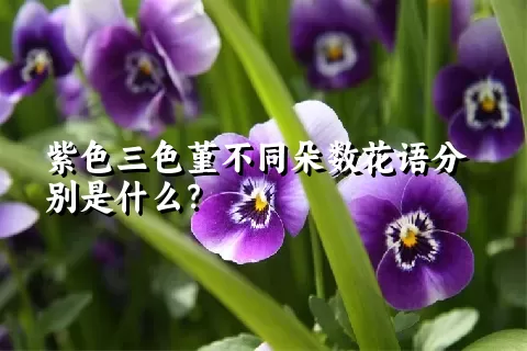 紫色三色堇不同朵数花语分别是什么？