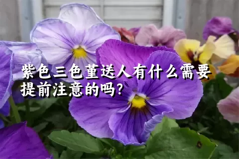 紫色三色堇送人有什么需要提前注意的吗？