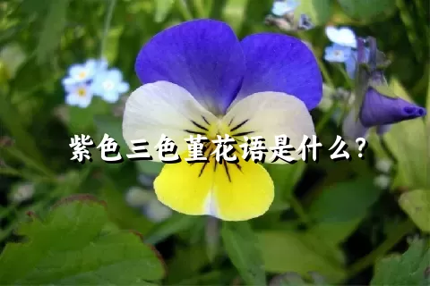 紫色三色堇花语是什么？