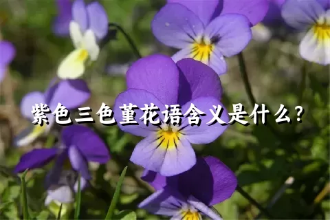 紫色三色堇花语含义是什么？