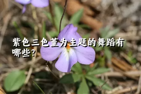 紫色三色堇为主题的舞蹈有哪些？