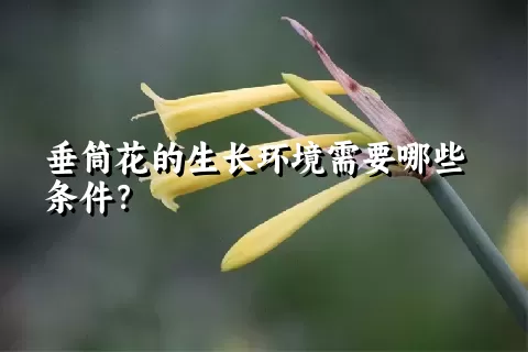 垂筒花的生长环境需要哪些条件？