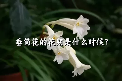 垂筒花的花期是什么时候？