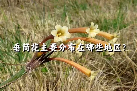 垂筒花主要分布在哪些地区？