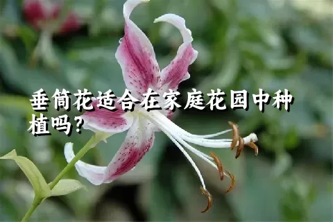 垂筒花适合在家庭花园中种植吗？