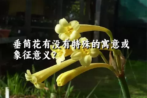 垂筒花有没有特殊的寓意或象征意义？