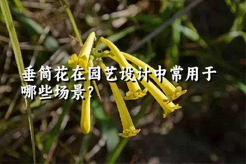 垂筒花在园艺设计中常用于哪些场景？