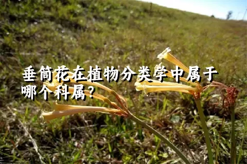 垂筒花在植物分类学中属于哪个科属？