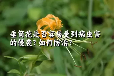 垂筒花是否容易受到病虫害的侵袭？如何防治？